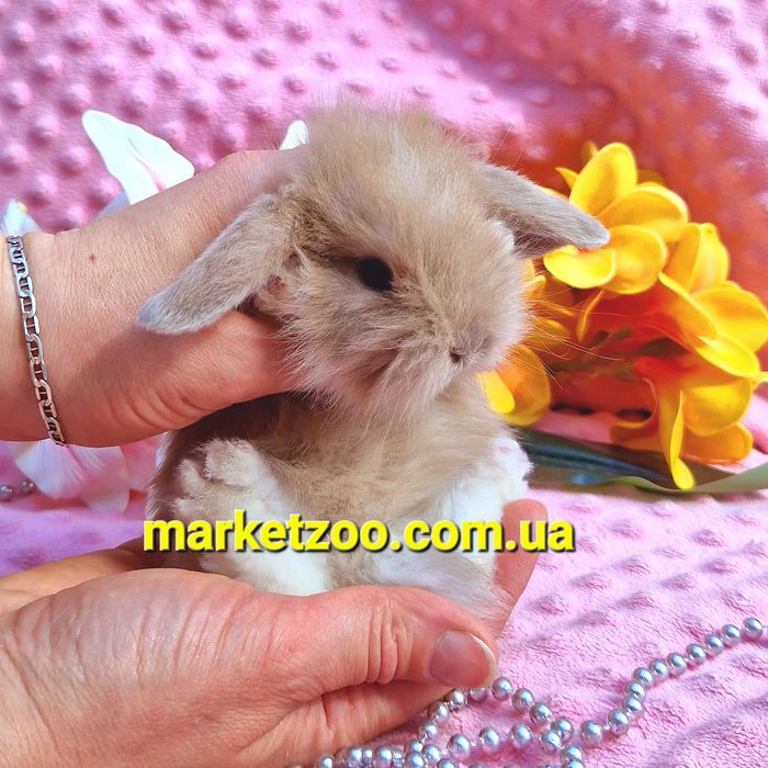 Мини mini lop мiнi кролик вислоухий баранчик карликовые кролики