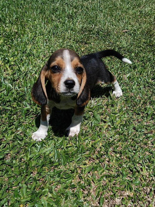 Beagle macho tricolor só