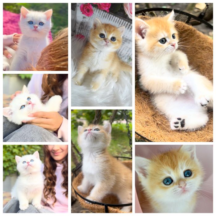 Британська золота шиншила кошенята