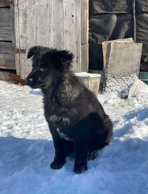 щенки три месяца. привезу