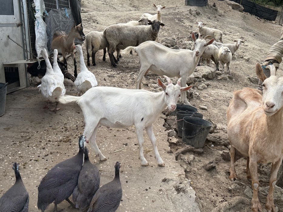 Ovelhas, cabras, cabritos, borregas