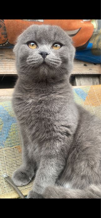Кошечка безкоштовно