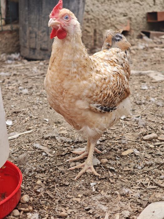 Jovem frango disponível