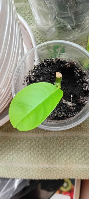 Лимон Пандероза     .