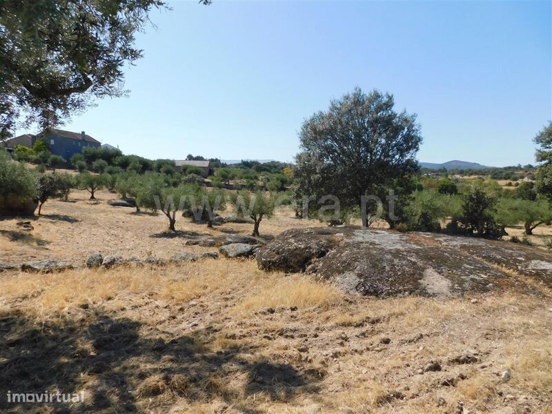 Terreno / Fundão, Martianas