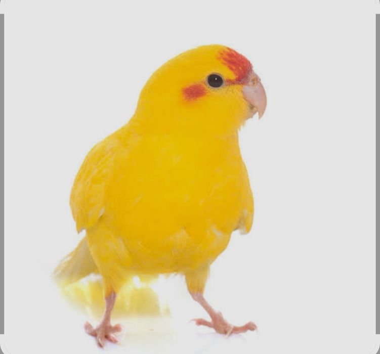 Vendo kakaraki fêmea ou troco por outras aves