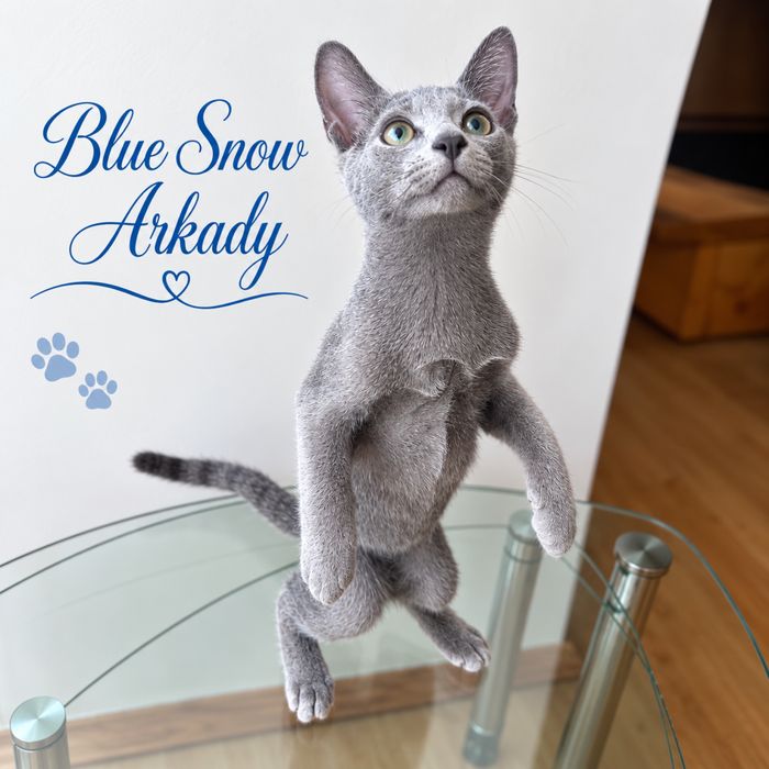 Найкраща пропозиція! Russin Blue кошеня. Blue Snow Arkady. Хлопчик.