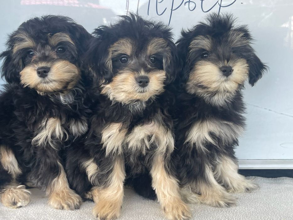 Фантомчики ф 1 та ф 2 .