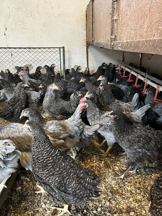 В продажі кури несушки чеський домінант вік пять місяців  хороше яйце.