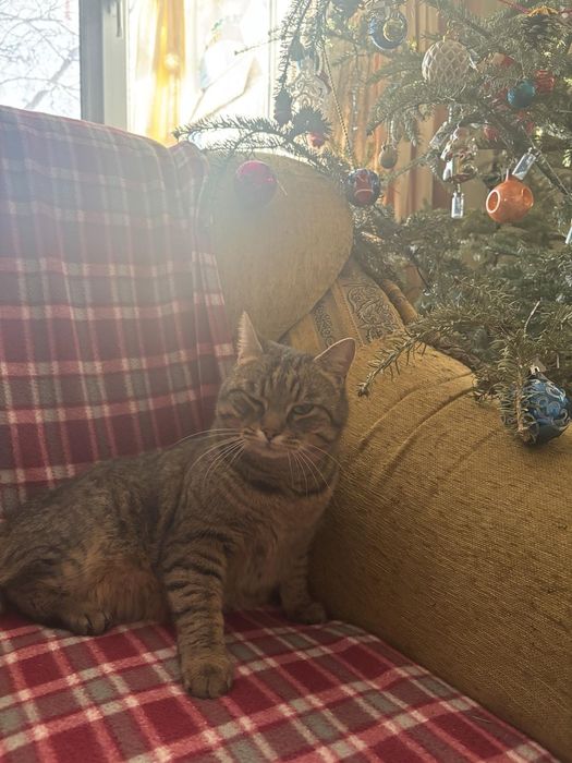 Котик чекає на люблячу родину