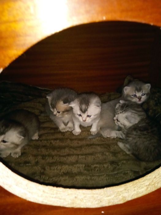 Продам кошенята Шотландців