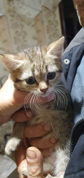 Отдам красивых котят