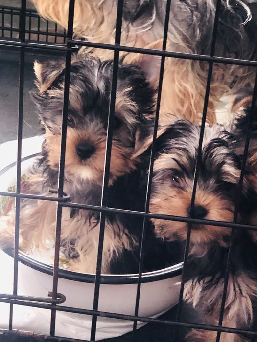 Маленькі шкстрики