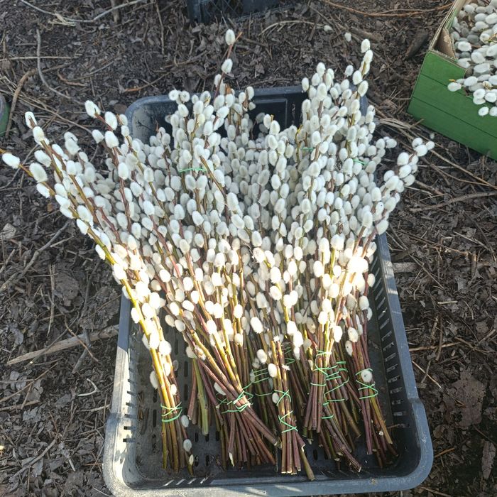 Palma wielkanocna, bazie kotki