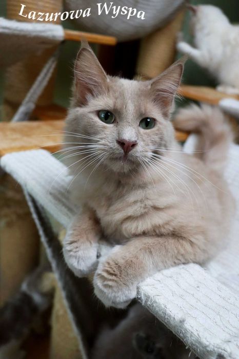 Ragdoll Cherubim Faworyt w rzadkim umaszczeniu