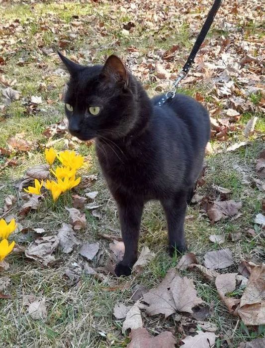 100$ за кота, , загубився, міг потрапити до Києва
