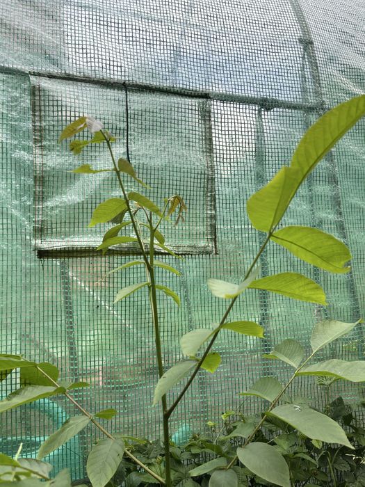 Sadzonka orzecha włoskiego