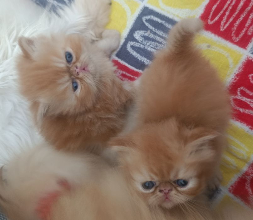Персидские котята