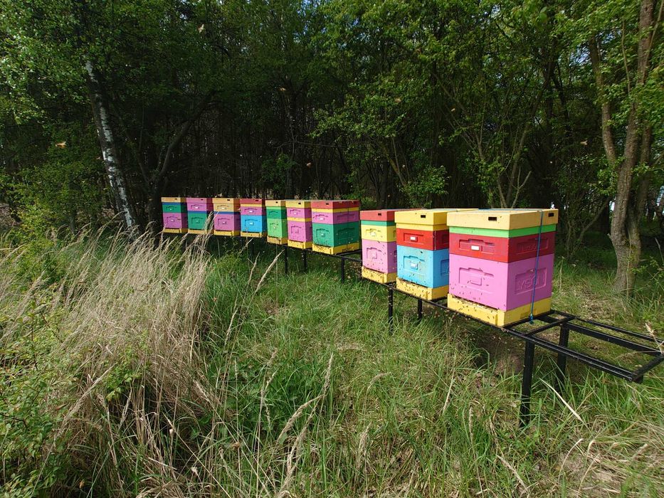 Ule dadant , miniplus sprzedam