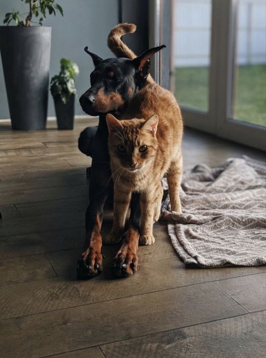 VIP-передержка без клеток и стресса | Днепр, левый берег