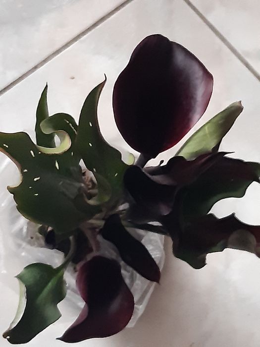 Елегантні кали з красивими квітами