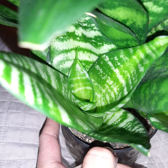 Sansevieria Hahnii Seibert