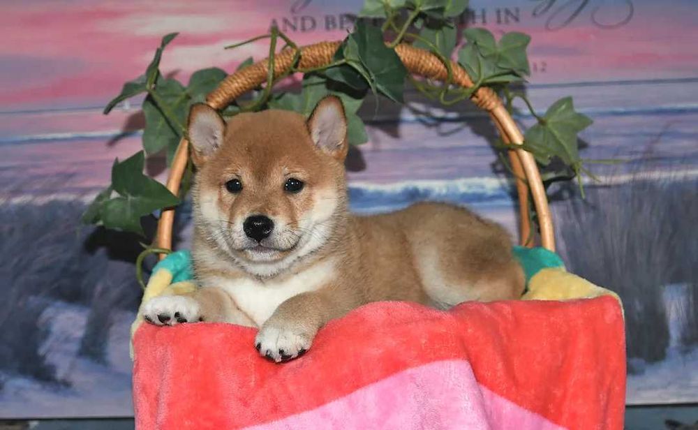 Shiba inu dsponivel