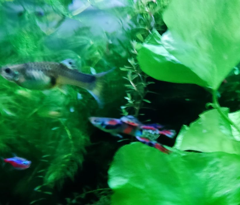 Vendo guppies com um mês de vida, são alevins