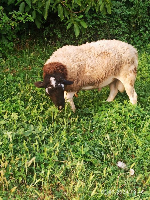 Продається баран