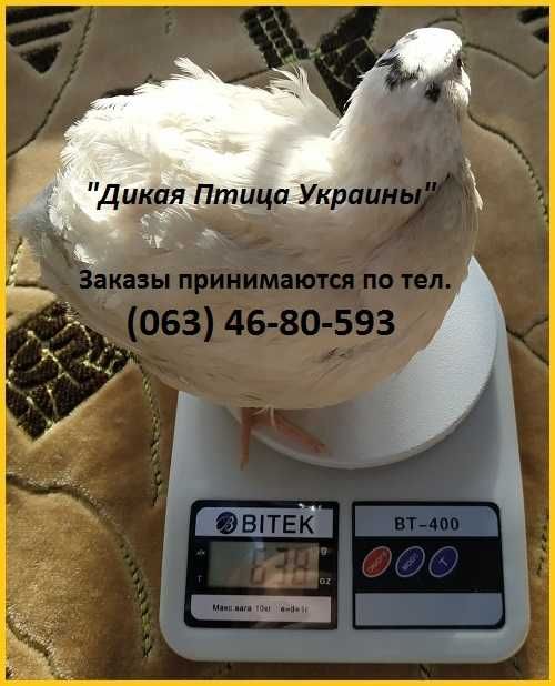Яйца инкубационные перепела Белый Техасец - бройлер (щтат Texas A  M).