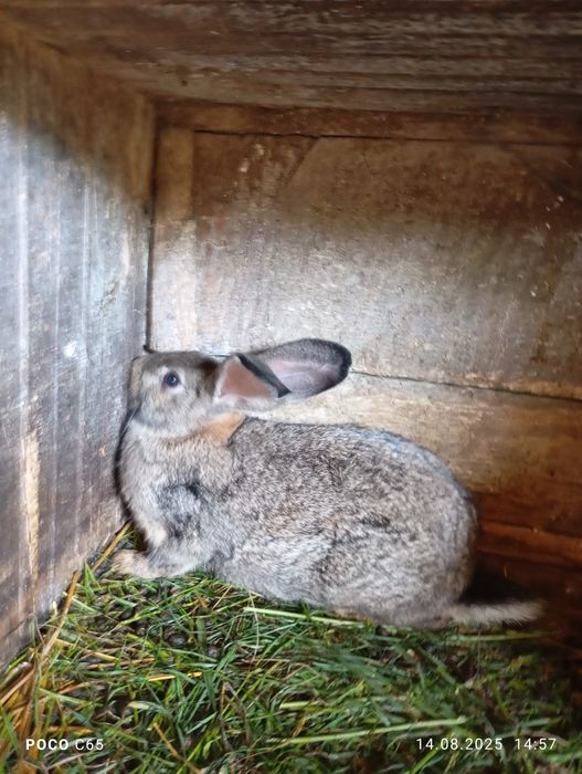 Продам кролі великі файні