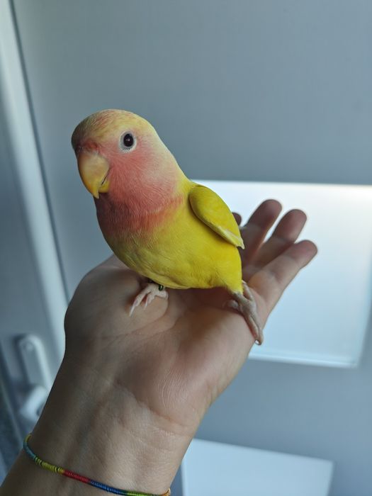 Agapórnis Domesticados