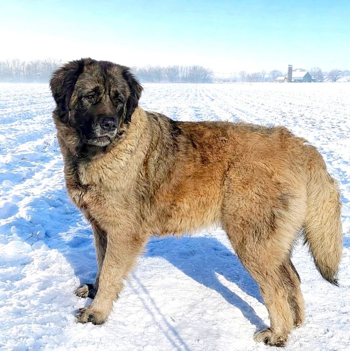 Цуценята кавказької вівчарки розплідник Start Escort кавказская