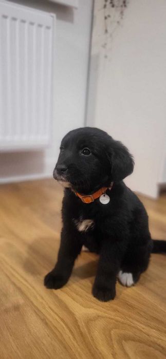 Golden Mountain Dog Golden Retriever +Berneński Pies Pasterski