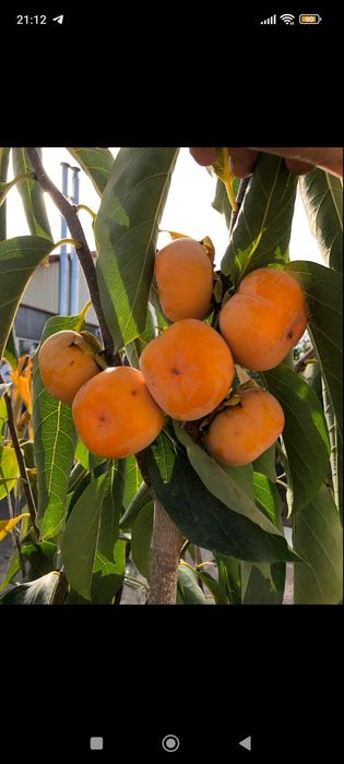 Насіння, семена хурми гібридноі.