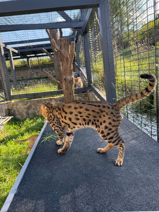 Savannah F6 samiec