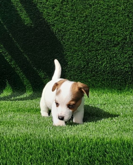 Jack Russell Terrier