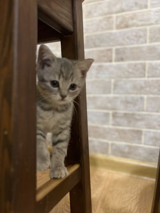 Шотландські кішечки кошенята