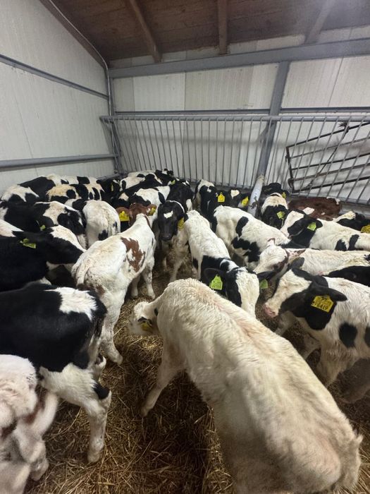 Byczki jałówki mięsne