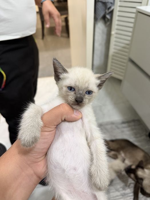 Gatos para adocão responsável