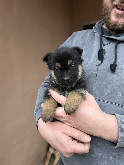 Цуценята вівчарки