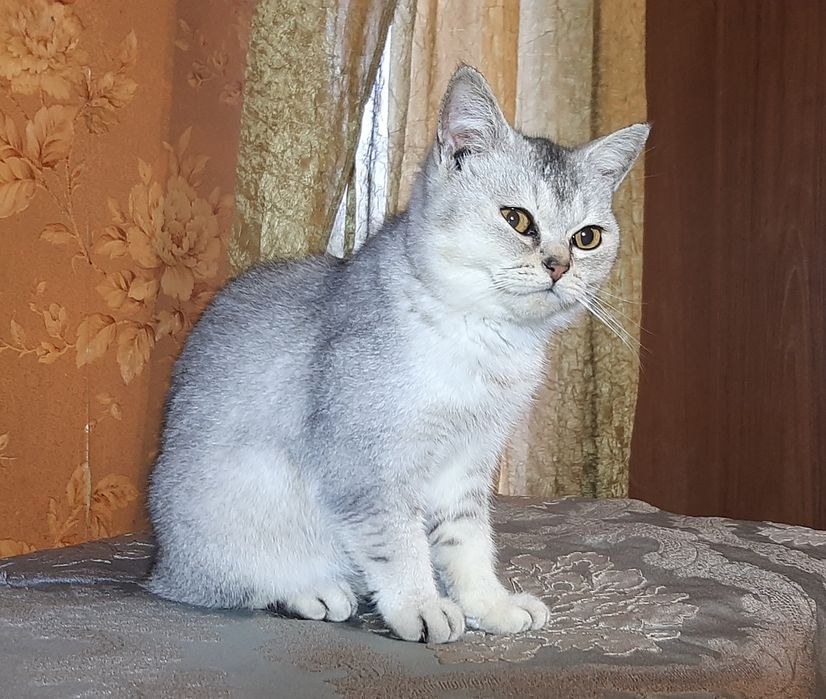 Шиншилла котик британец