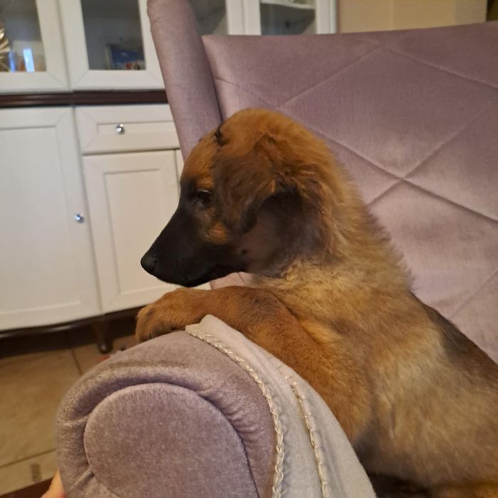 Szczeniaki szukają domków