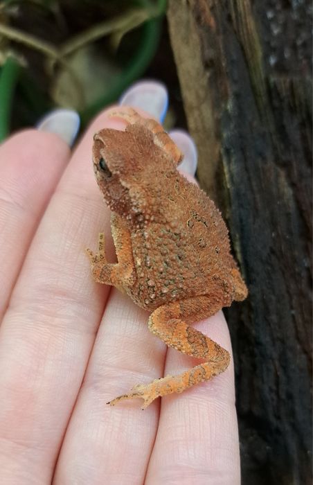 Bufo (Ingerophrynus) parvus / ropuszka / płaz egzotyczny / ropucha ...
