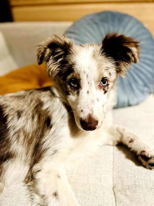 Suczka 5 mies. | red merle | rodowód | paszport | bogata wyprawka