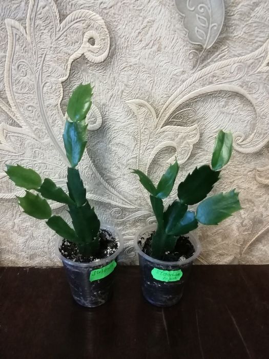 Шлюмбергера, декабрист Stefania