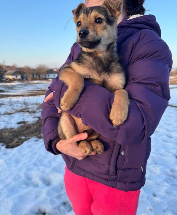 Віддам цуценя в добрі руки! ТЕРМІНОВО