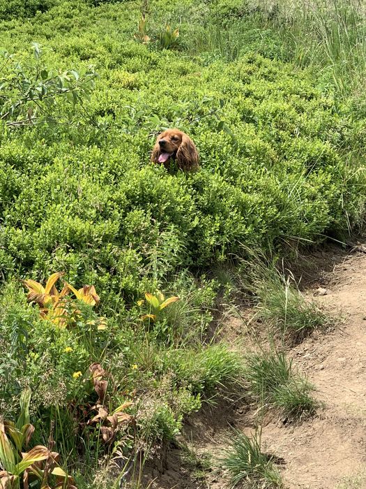 Англійський кокер-спанієль
