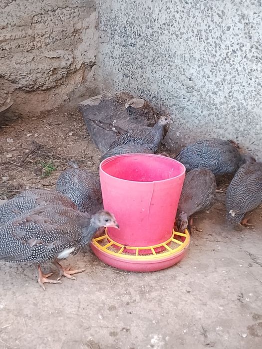 Продам сім'ю цесарок