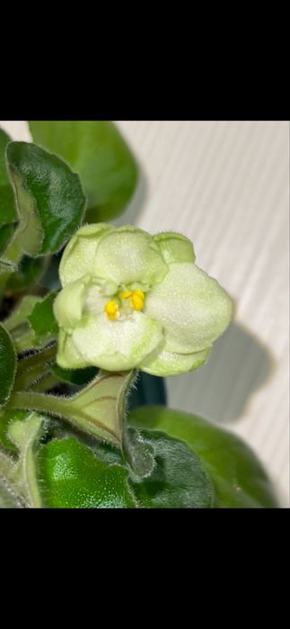 Семполия. Фиалка. Зелёная.